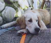 Ambulante Operation Hund