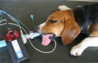 Inhalationsnarkose-Hund